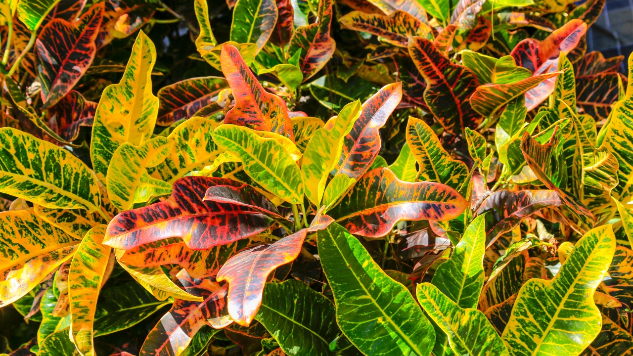 What Are the Best Tips for Growing a Healthy Croton Plant?