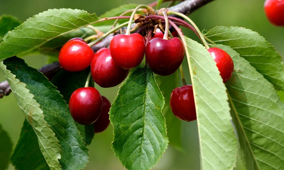 What to Grow with a Cherry Tree in Containers