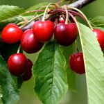 What to Grow with a Cherry Tree in Containers