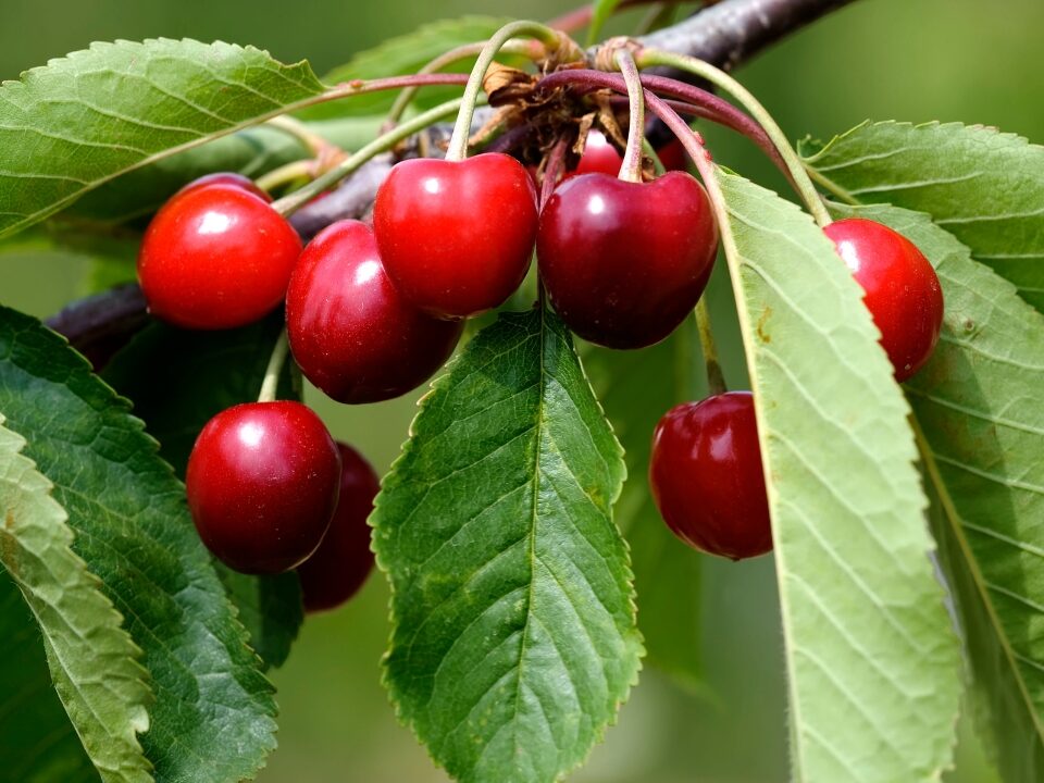 What to Grow with a Cherry Tree in Containers