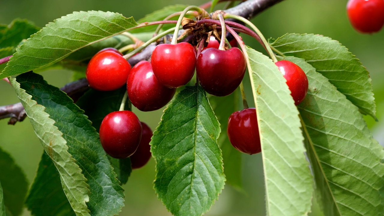 What to Grow with a Cherry Tree in Containers