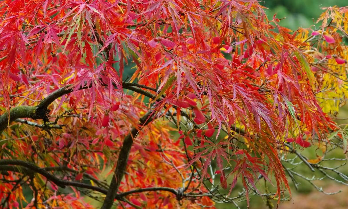 Where Do Japanese Maple Trees Grow Best