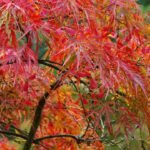 Where Do Japanese Maple Trees Grow Best