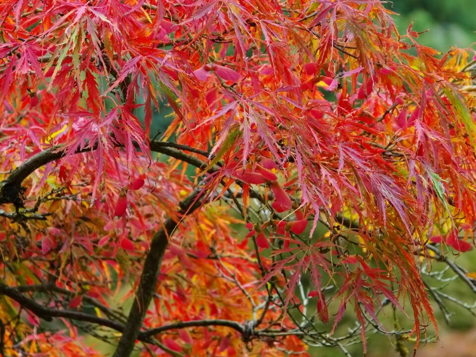 Where Do Japanese Maple Trees Grow Best