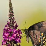 Why Is My Black Knight Butterfly Bush Turning Yellow