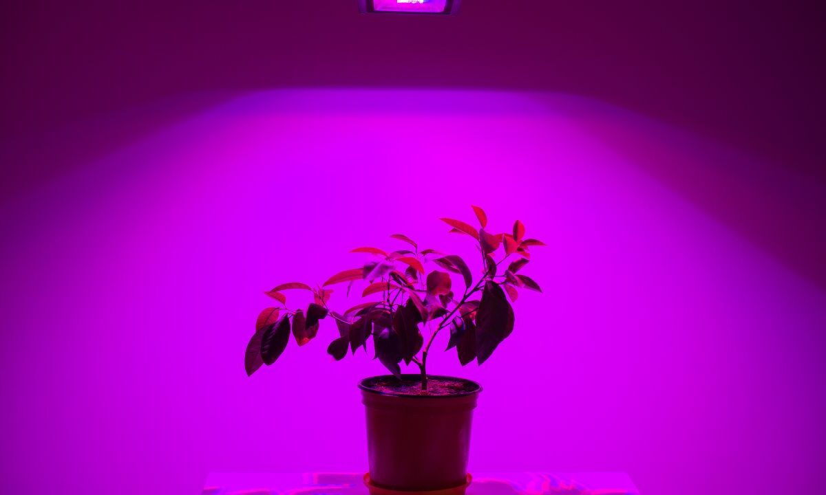 full spectrum led grow lights