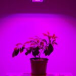 full spectrum led grow lights