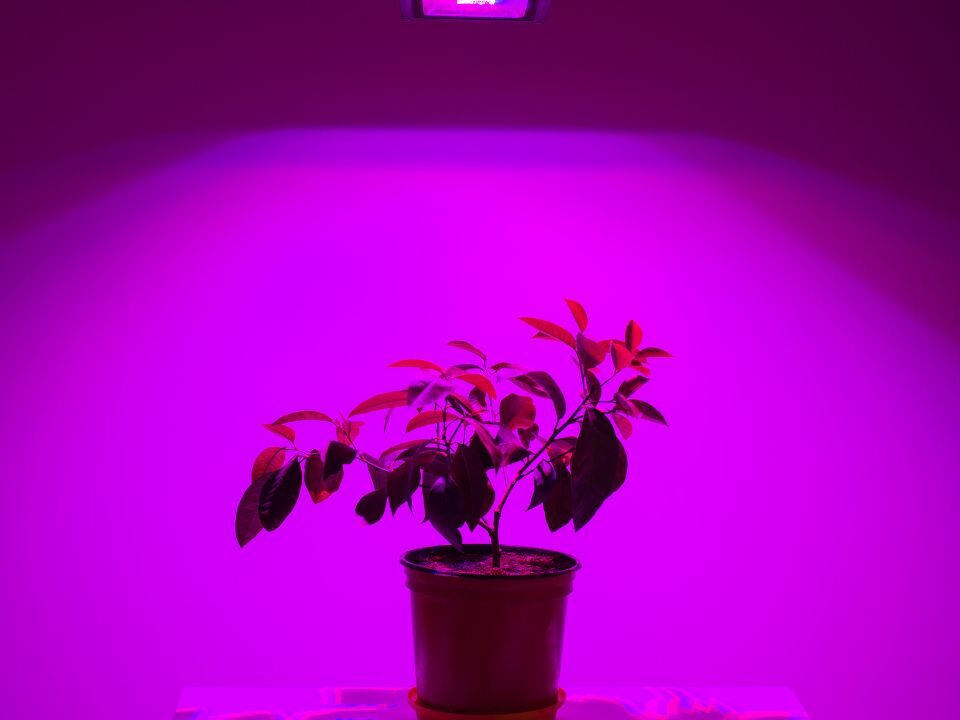 full spectrum led grow lights