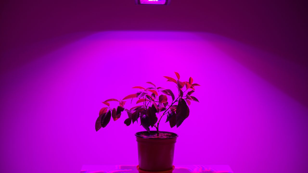 full spectrum led grow lights