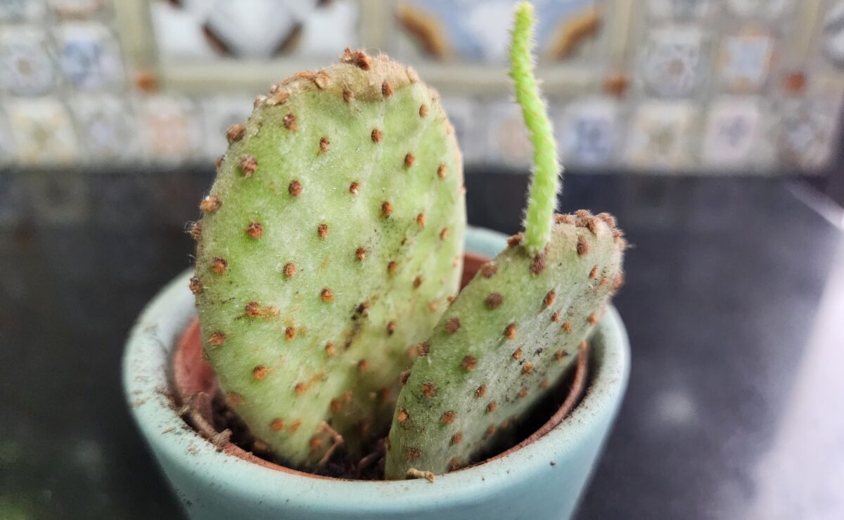 how to grow a leggy bunny cactus