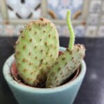 how to grow a leggy bunny cactus