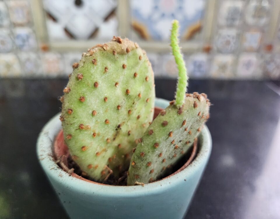 how to grow a leggy bunny cactus