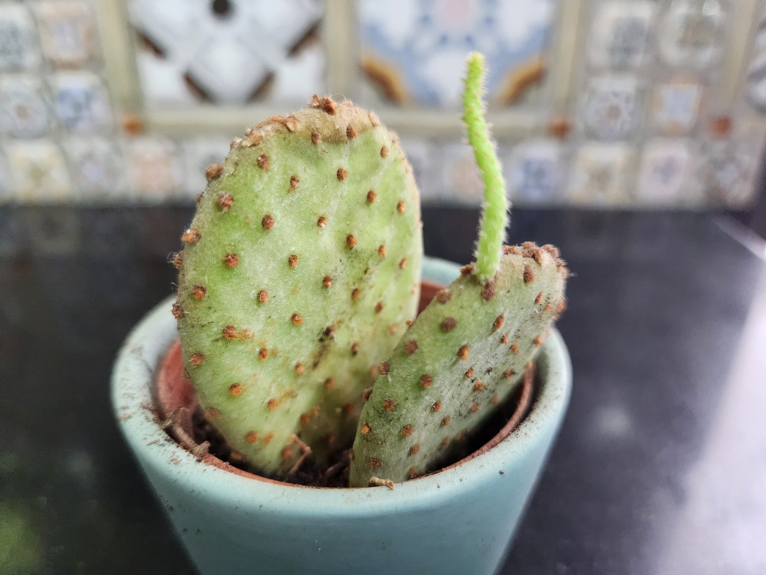 how to grow a leggy bunny cactus