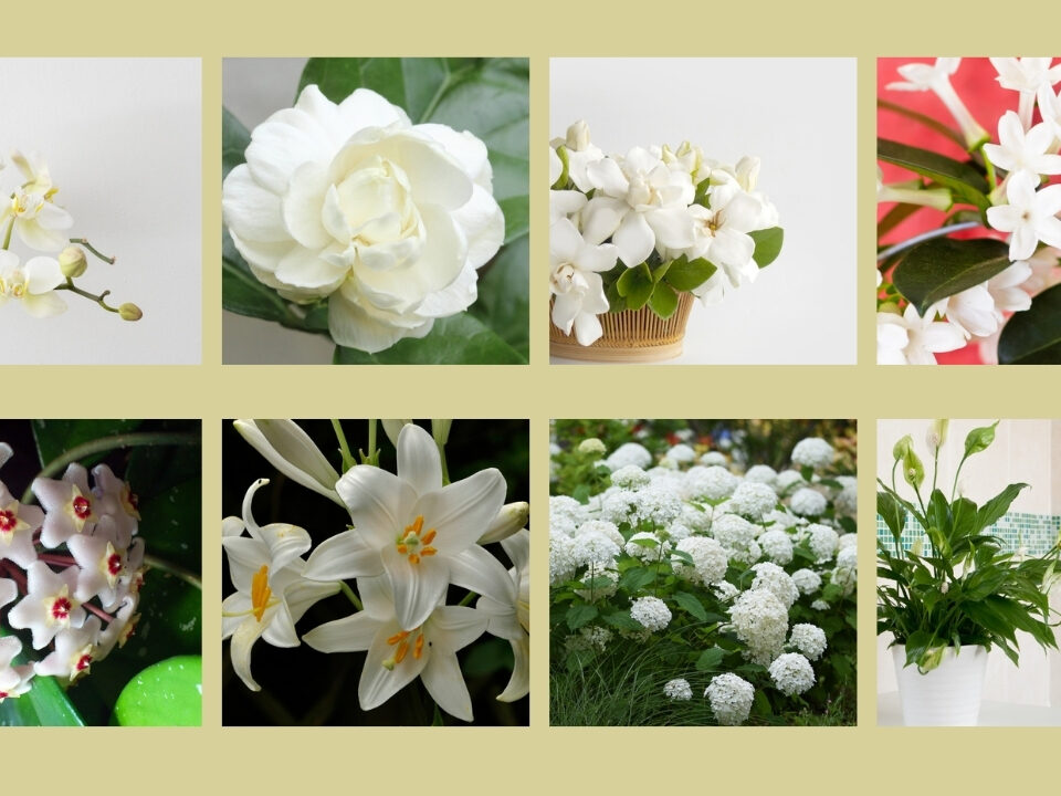 indoor house plant white flowers