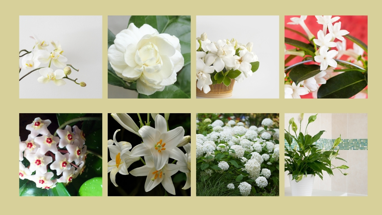 indoor house plant white flowers