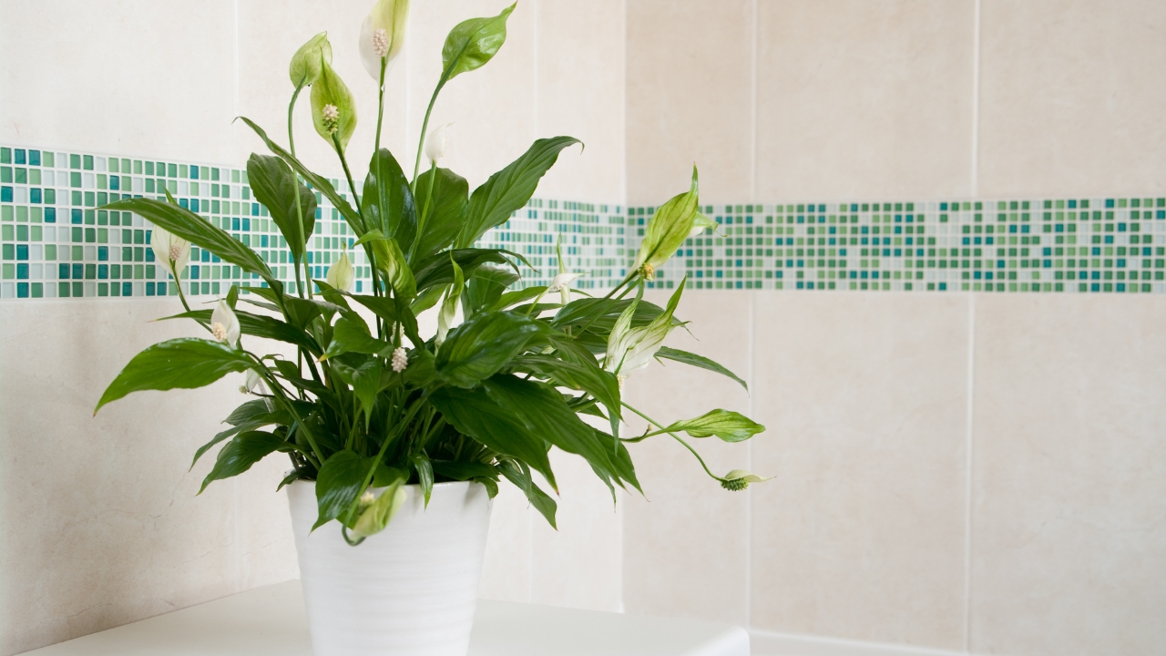 peace lily plant care