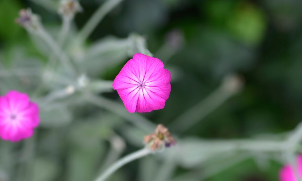 Rose Campion