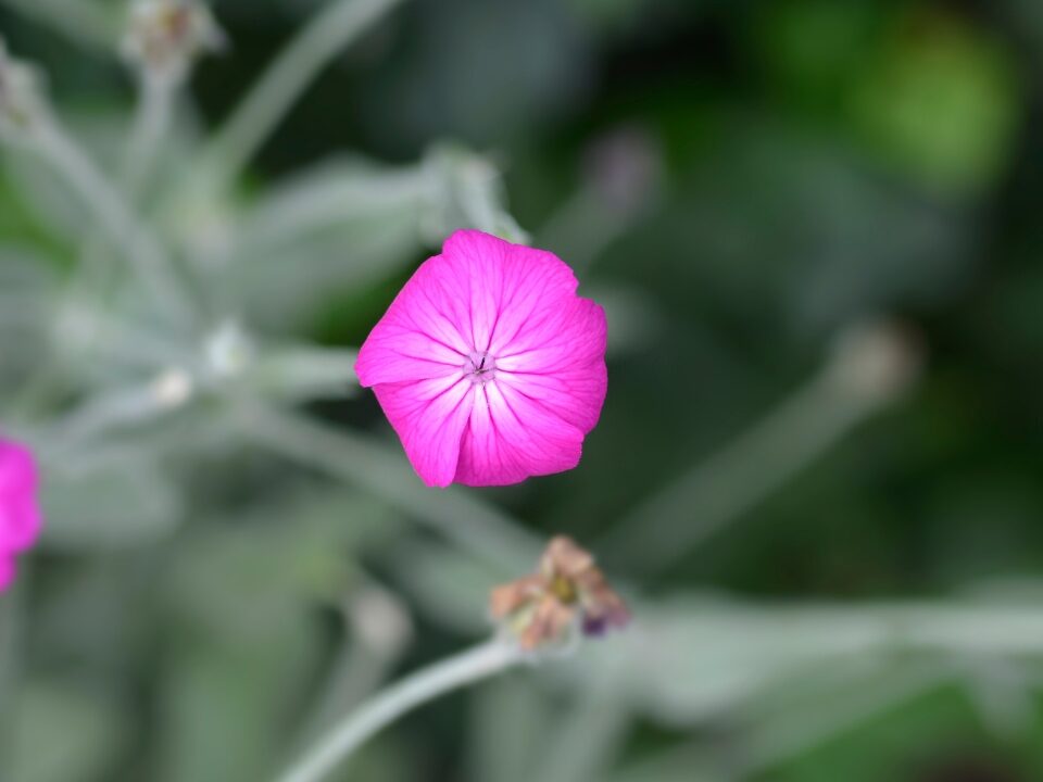 Rose Campion