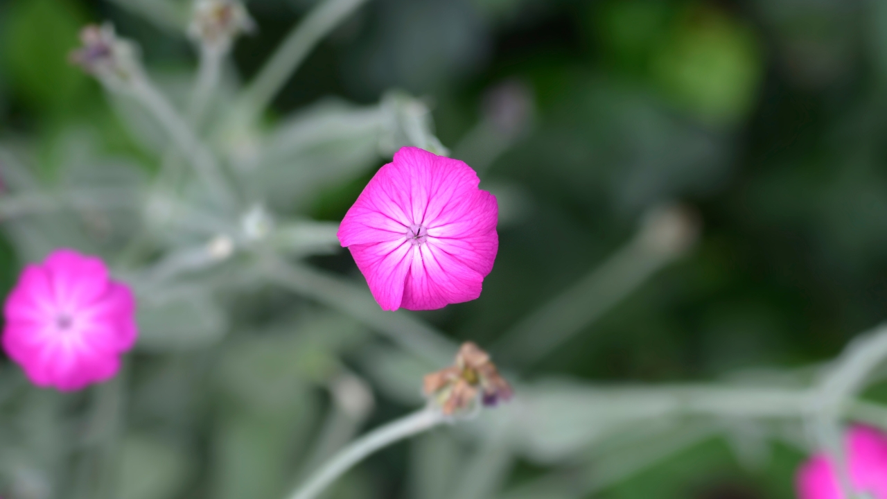 Rose Campion