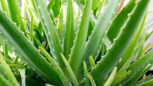  Aloe Vera (Aloe barbadensis miller)