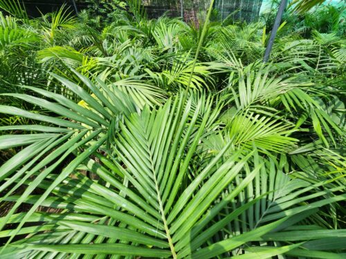 Areca Palm (Dypsis lutescens)