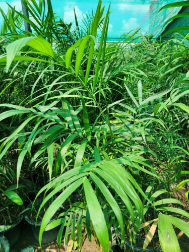 Bamboo Palm (Chamaedorea seifrizii)