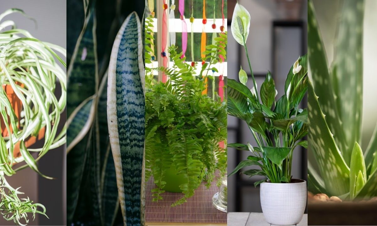 Best Ait Purifying Indoor Plants