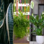 Best Ait Purifying Indoor Plants