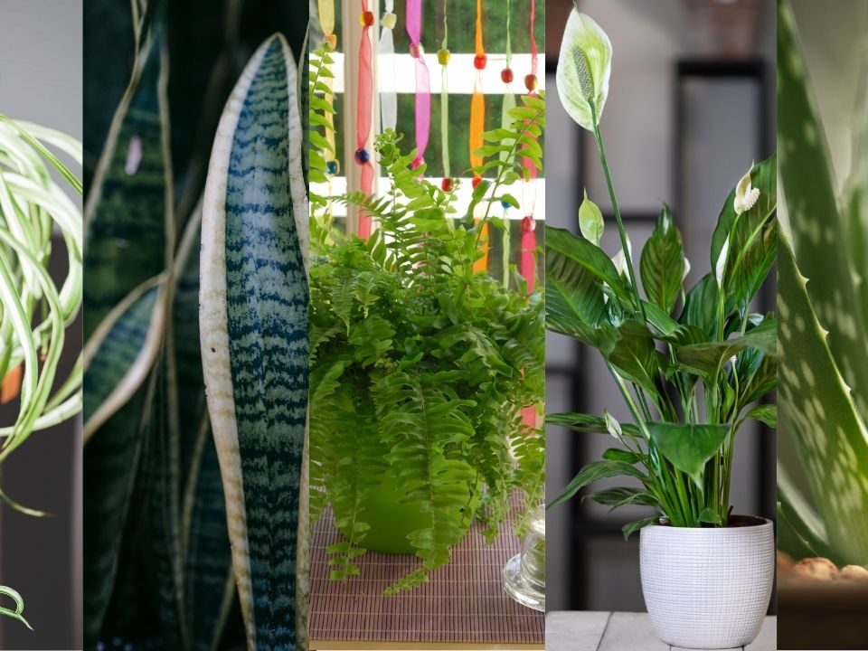 Best Ait Purifying Indoor Plants