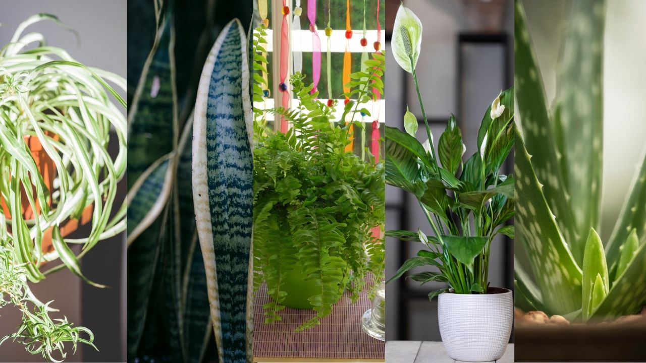 Best Ait Purifying Indoor Plants