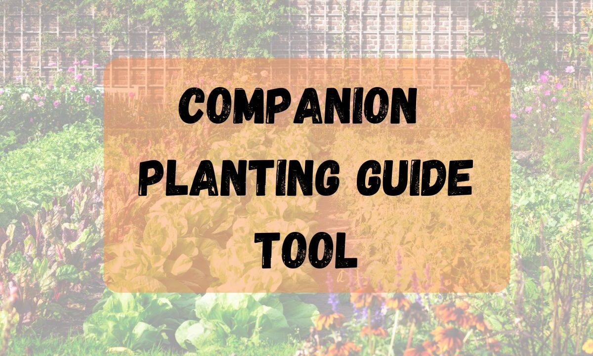 Companion Planting Guide