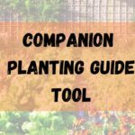 Companion Planting Guide