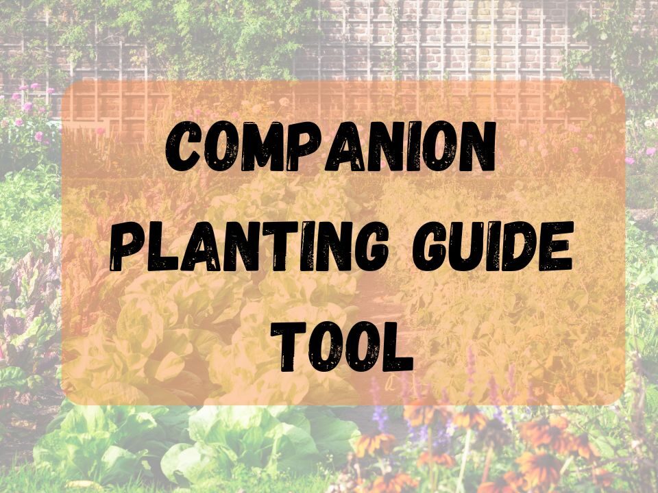 Companion Planting Guide