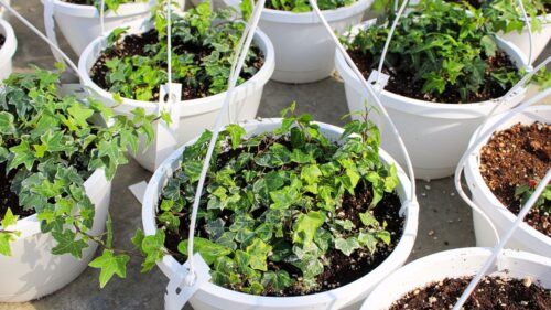 English Ivy (Hedera helix) in white pots