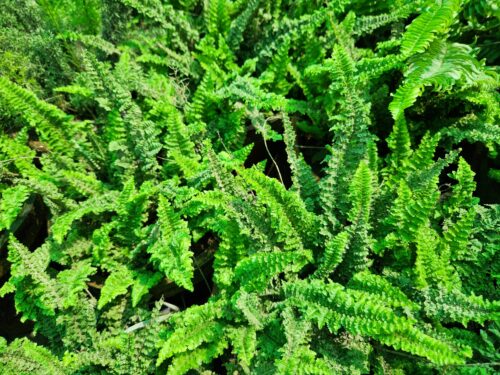 Fern (Nephrolepis exaltata)