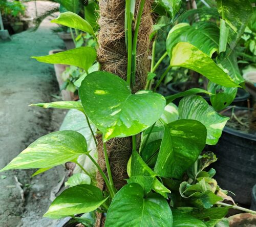 Golden Pothos (Epipremnum aureum) at nursery