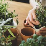 Herb Gardening Quiz