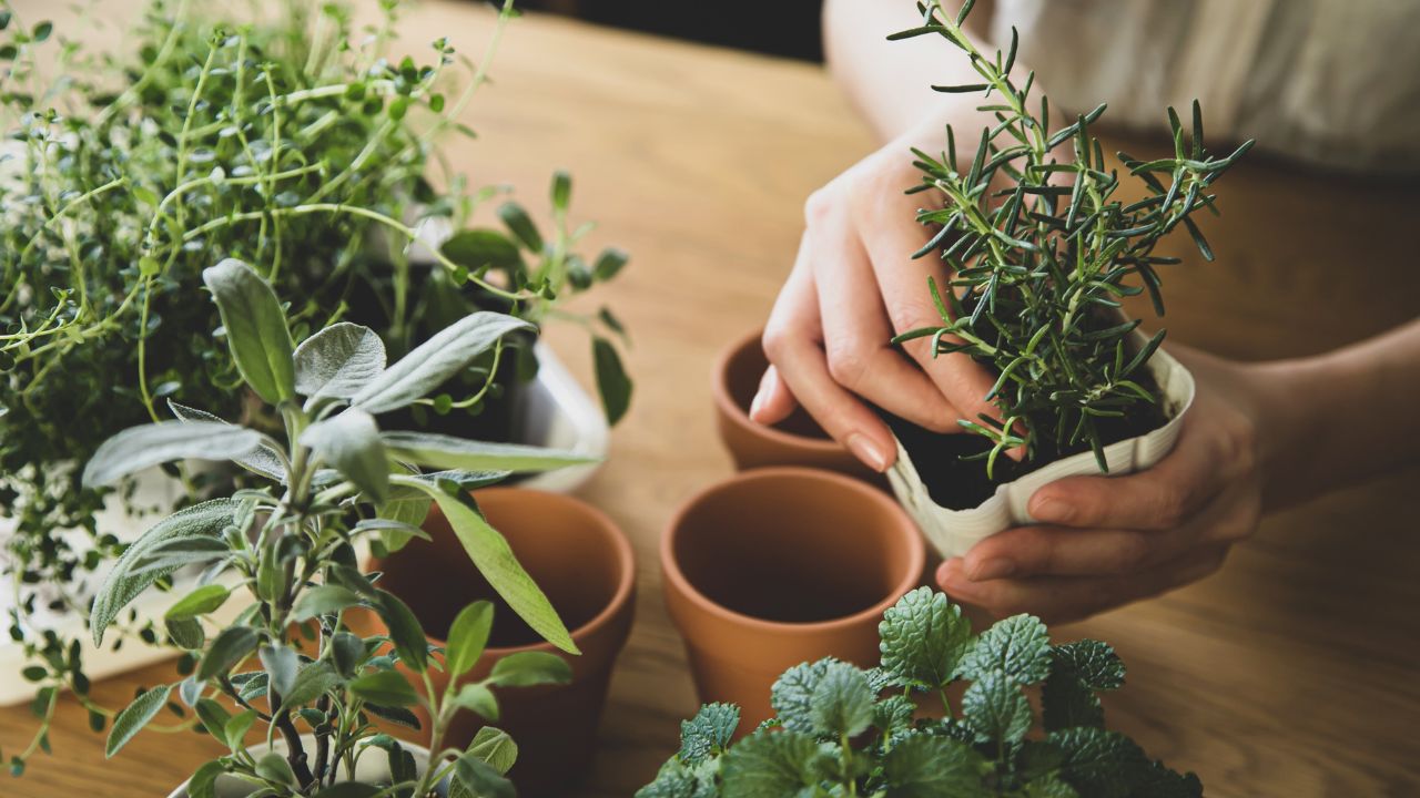 Herb Gardening Quiz