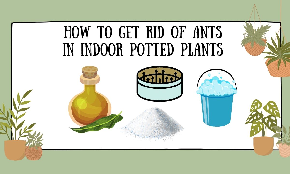 How to Get Rid of Ants in Indoor Potted Plants featured image