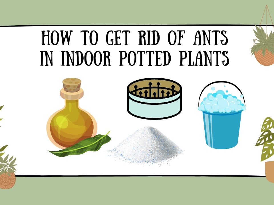 How to Get Rid of Ants in Indoor Potted Plants featured image