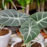 How to Propagate Black Velvet Alocasia in nursery