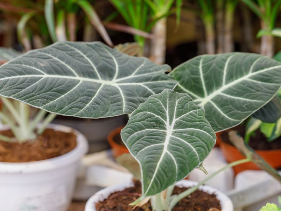 How to Propagate Black Velvet Alocasia in nursery