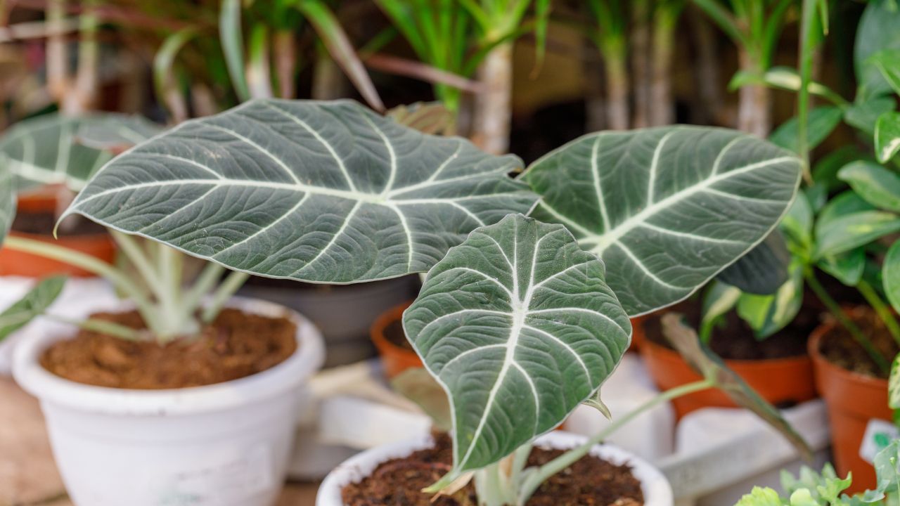 How to Propagate Black Velvet Alocasia in nursery