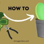 How to Propagate Hoya Kerrii