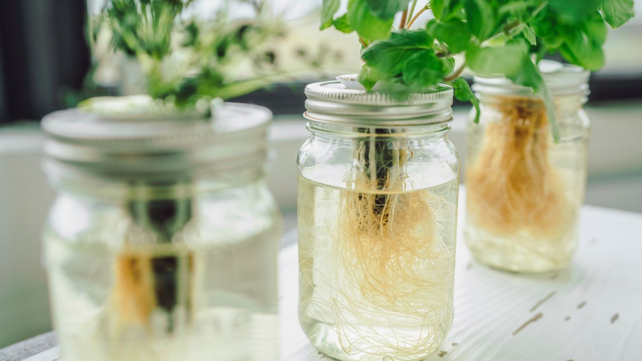 3 jars filled with water and roots of herbs