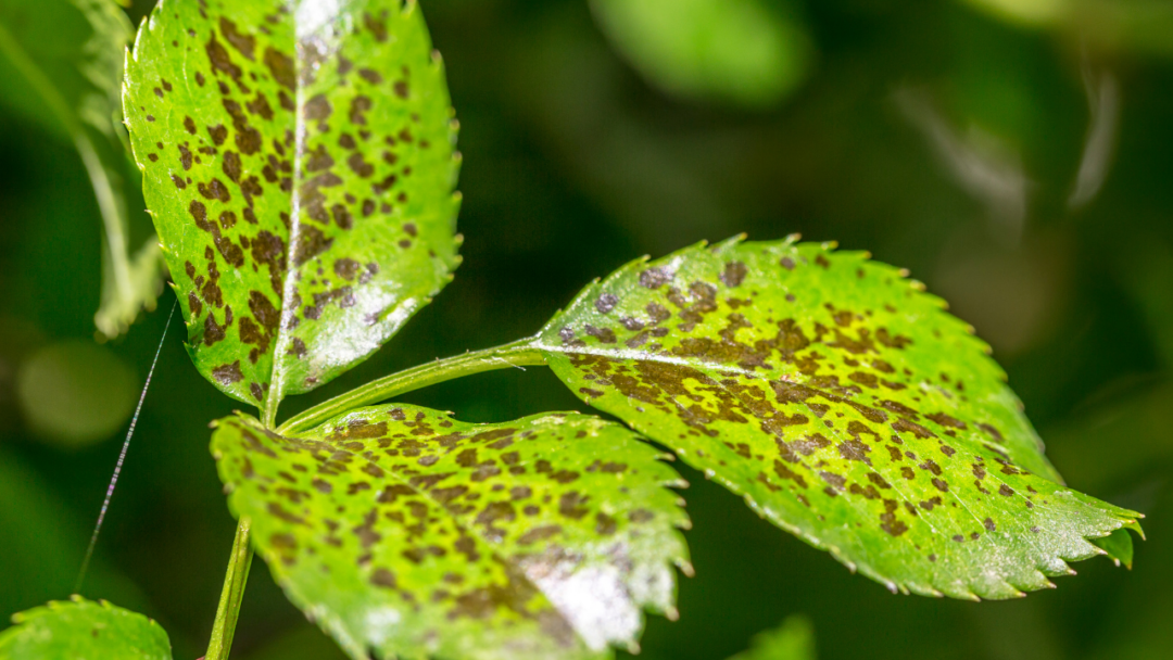 Plant Diseases and Pests Quiz