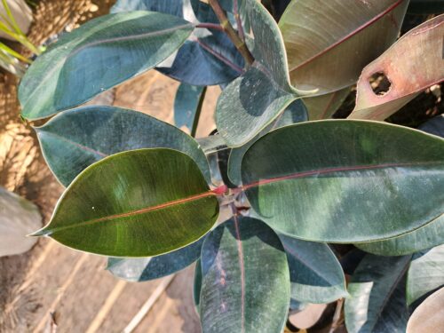 black Rubber Plant (Ficus elastica) pathar chatt