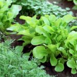 Weeds in Vegetable Gardens