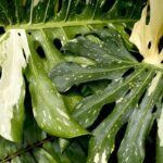 2 huge Variegated Monstera leaves