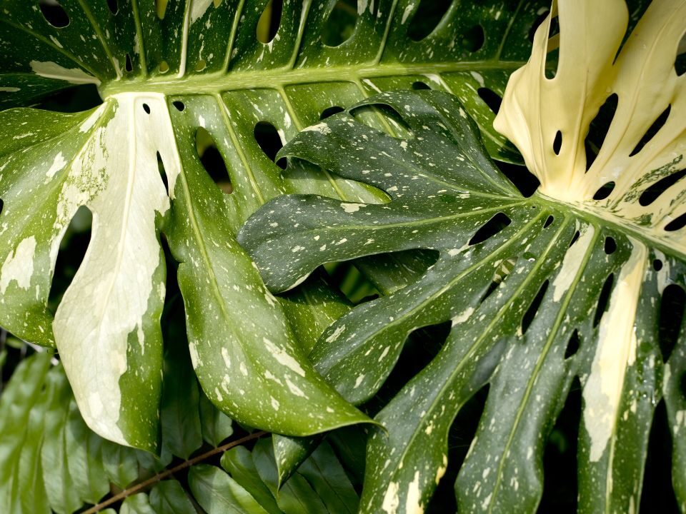 2 huge Variegated Monstera leaves